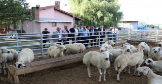 Ktb Başkanı Bağlamış, Yerli Kurban Alarak Üreticilere Destek Verin