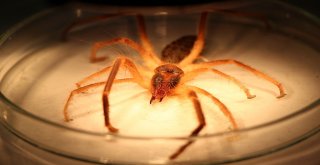 Sarı Kız Zararlı Değil Yararlı