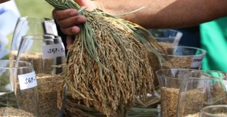 Yerli Ve Milli Çeltik Tohumları Görücüye Çıktı