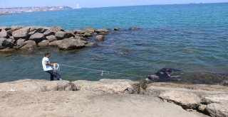 Gemiden Denize Düşen Angusu Kurtarma Operasyonu