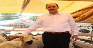 Adanada Kurbanlıklar Pazardaki Yerlerini Aldı