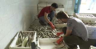 Denizi Olmayan Manisadan Uzak Doğuya Balık İhracatı
