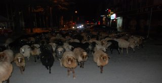 Şehir Merkezinden Koyun Sürüsü Geçti