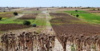 Samsunda Ayçiçeği Hasadı Başladı