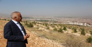 Beydağı Ağaçlandırma Sahasında Başarı Yüzde 90