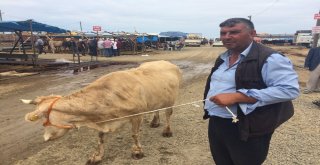 Bayramın İlk Gününde Kurbanlıkların Yarısı Satıldı