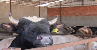 Uzmanından Kurban Yatırma Taktikleri