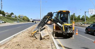 BAŞKENT'TE BETON ÜZERİNE AGAÇ DİKMİŞLER