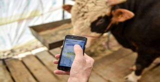 Başkentliler Kurban Alırken Küpe Numarasını Akıllı Cep Telefonlarından Sorgulayabilecek