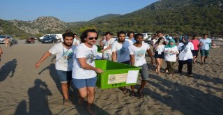 Tedavisi Tamamlanan Caretta Carettalar Denizle Buluştu