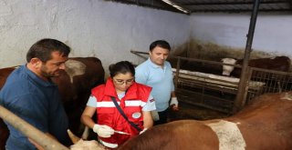 Büyükbaş Hayvanlar Hastalıklara Karşı Aşılanıyor