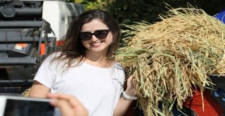 Yerli Ve Milli Çeltik Tohumları Görücüye Çıktı