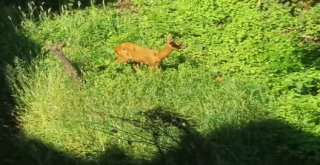 Fatsada Aç Kalan Ceylanlar Şehir Merkezine İndi