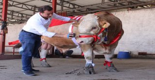 Bir Ton 170 Kilogramlık Kral Görücüye Çıktı