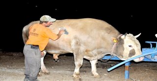 Çorumda 2.2 Tonluk Kurbanlık Görücüye Çıktı