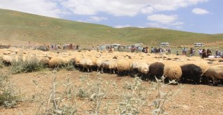 Hakkarili Berivanların  Zorlu Mesaisi