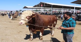 1.5 Tonluk Boğa 21.5 Bin Tlye Alıcı Buldu