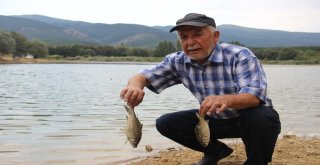 Kütahyada Esrarengiz Balık Ölümleri