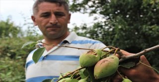 Ceviz Büyüklüğünde Dolu Yağdı, Binlerce Ton Meyve Zarar Gördü