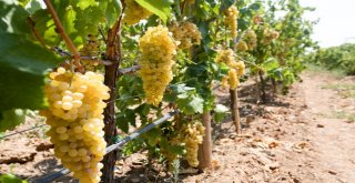 Bucada Renkli Bağ Bozumu Şenliği