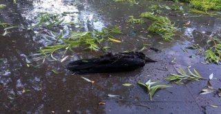 Erzincanda Fırtına Ve Yağış Ağaçları Devirdi