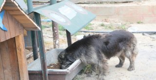 Küçükçekmecede Sokak Hayvanlarına Yem Ve Su Takviyesi