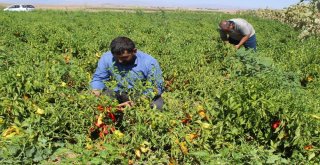 Siverekte İsot Hasadına Başlandı