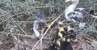 Gaziantepte Yavru Kedi Ve Ördeklerin Kıskandıran Dostluğu