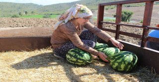 Hatay Karpuzu, Adana Karpuzuna Rakip Oldu