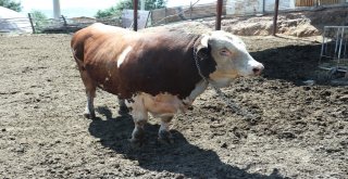 (Özel) 1.5 Tonluk Babayiğit, 41 Bin Tlye Alıcısını Bekliyor