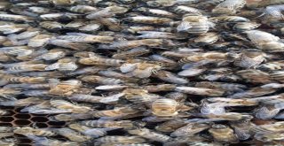 Arıların Sıcak Hava İle Mücadelesi