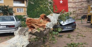 (Özel Haber) Devrilen 190 Yaşındaki Çınar Lüks Otomobili Hurdaya Çevirdi