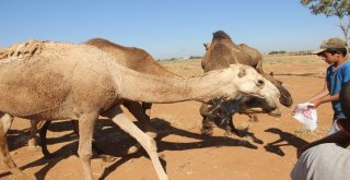 Şanlıurfada Yetiştirilen Kurbanlık Develer Alıcılarını Bekliyor