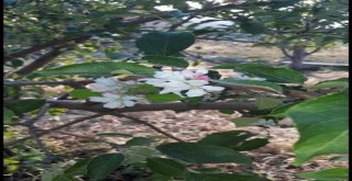 Elma Ağacı Yaz Mevsiminde Çiçek Açtı