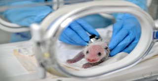 Çinde Doğan Dev Pandalar Muayene Edildi