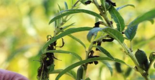 Domatesin Ardından Susamda ‘Tuta Absoluta Kabusu