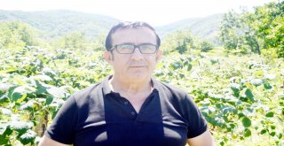 Aşırı Yağışlar Ahududuyu Vurdu