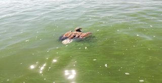 Ava Giden Kartal Boğulmaktan Son Anda Kurtarıldı