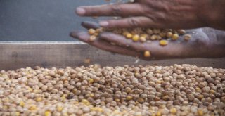 Ağın Leblebisine Talep Çoğaldı, Üretim Yüzde 300 Arttı