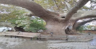 Manisada 650 Yıllık Çınar Ağacı Faciaya Neden Oluyordu