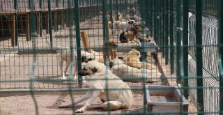 Sokak Hayvanlarına 7,5 Milyon Liralık Yeni Yuva