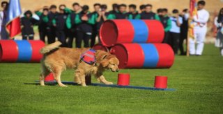 Nevşehirde Cumhuriyet Bayramı Kutlamalarına Eğitimli Köpeklerin Gösterisi Damga Vurdu