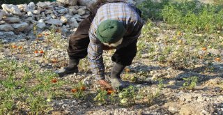 Hiç Evlenmedi, 30 Yıldır Dağda Tek Başına Yaşıyor