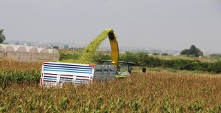Antalyada Yılın İlk Silaj Üretimi Başladı