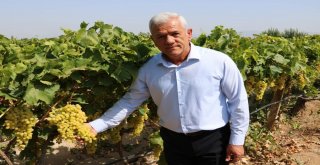 Sultaniye Üzümünde Sezon Açıldı
