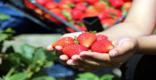 Köylüler Göçmesin Diye Alternatif Ürüne Yönelen Muhtar Örnek Oldu