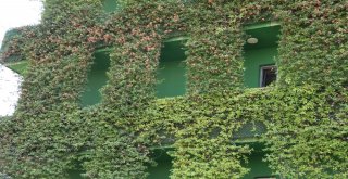 Dört Bir Yanı Sarmaşıklarla Kaplı Türkiyenin Tek Yeşil Apartmanı Adanada