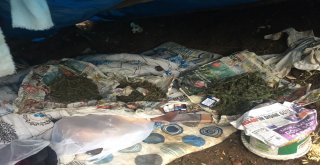 Sakaryada Boyları 2 Metreye Ulaşan Hint Keneviri Ele Geçirildi