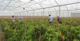 Suriyeli Mülteciler Yetiştiriyor, Türk Kursiyerler İşliyor