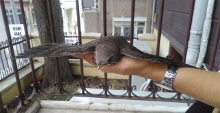 Tekirdağda Ebabil Kuşu Bulundu